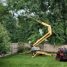 How Our Tree Care Process Works  in  Lowry Crossing, TX